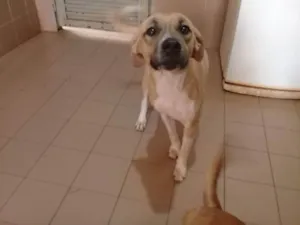 Cachorro raça Vira Lata idade 2 anos nome xx