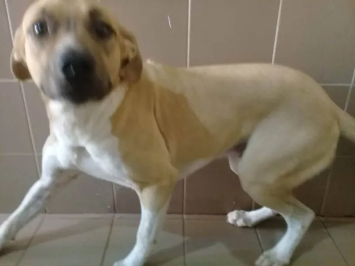 Cachorro ra a Vira Lata idade 2 anos nome xx