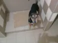 yy