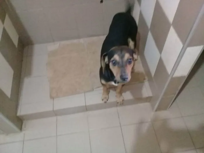 Cachorro ra a Vira Lata idade 1 ano nome yy