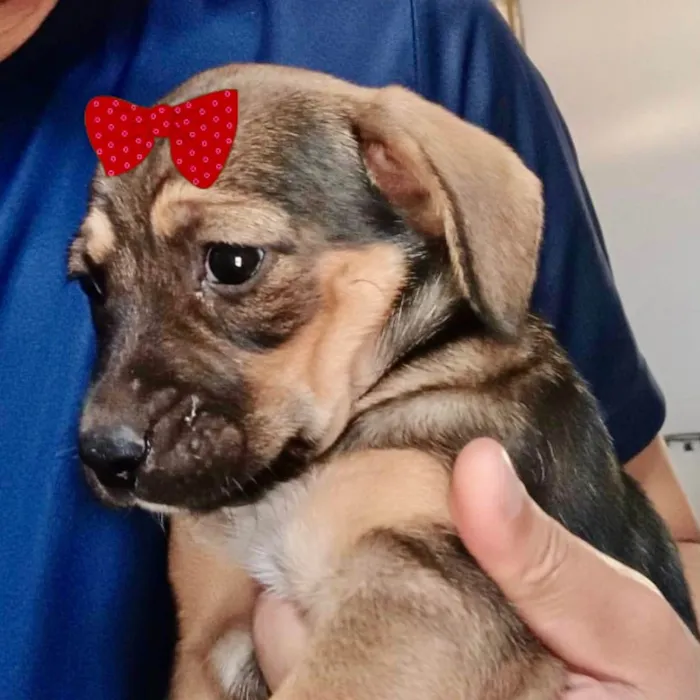 Cachorro ra a Mestiça  idade 2 a 6 meses nome Sofia 