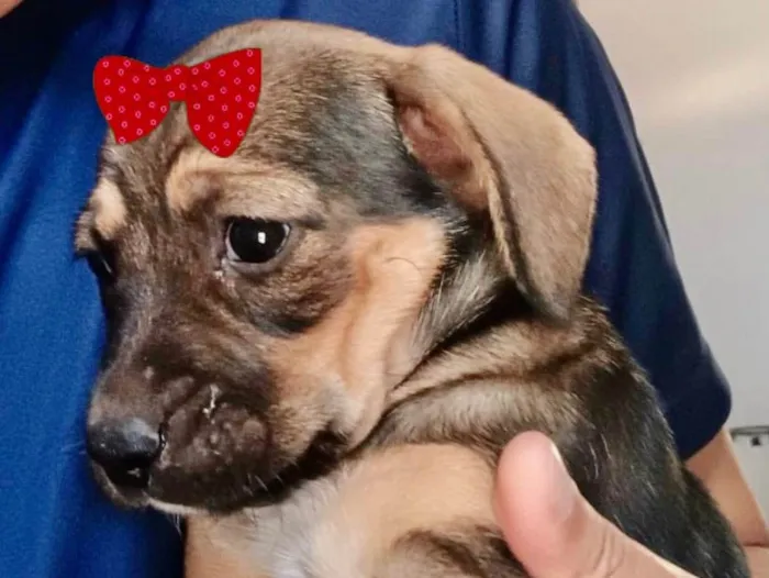 Cachorro ra a Mestiça  idade 2 a 6 meses nome Sofia 