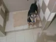 yy