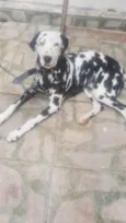 Marshal