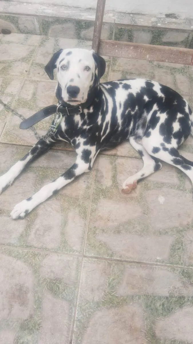 Cachorro ra a Dalmata idade 7 a 11 meses nome Marshal
