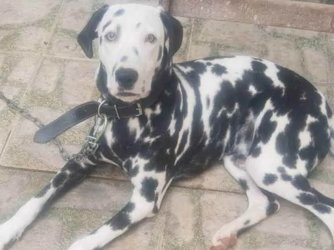 Cachorro ra a Dalmata idade 7 a 11 meses nome Marshal