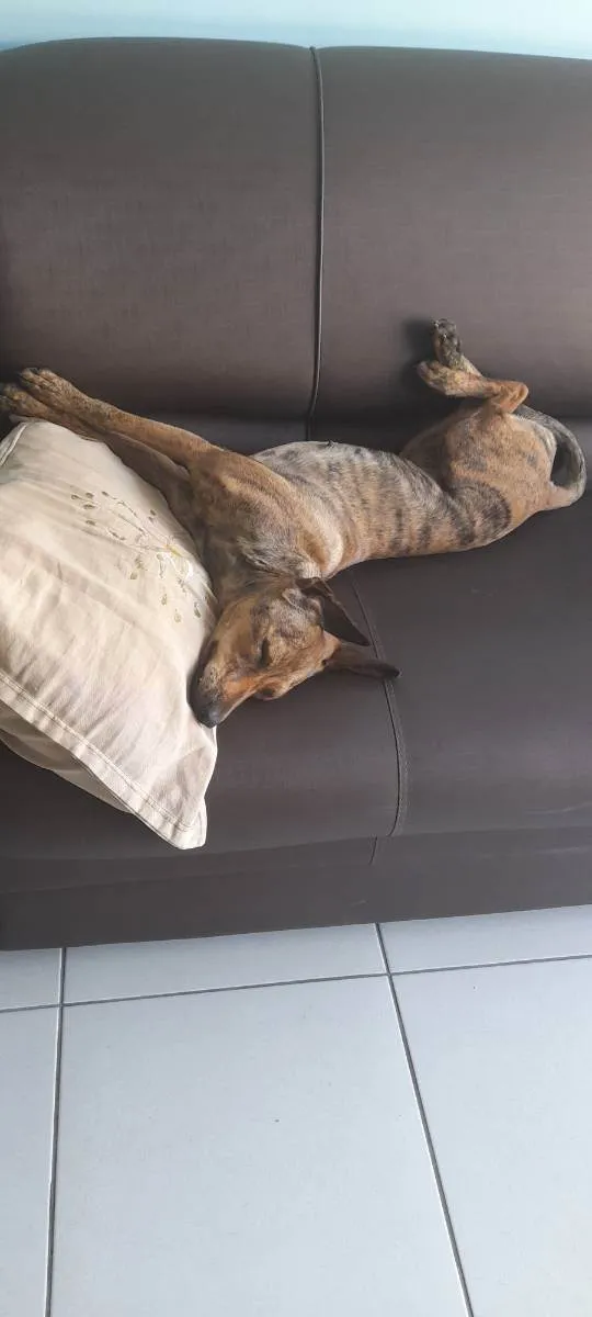 Cachorro raça SRD idade 7 a 11 meses nome Tigresa