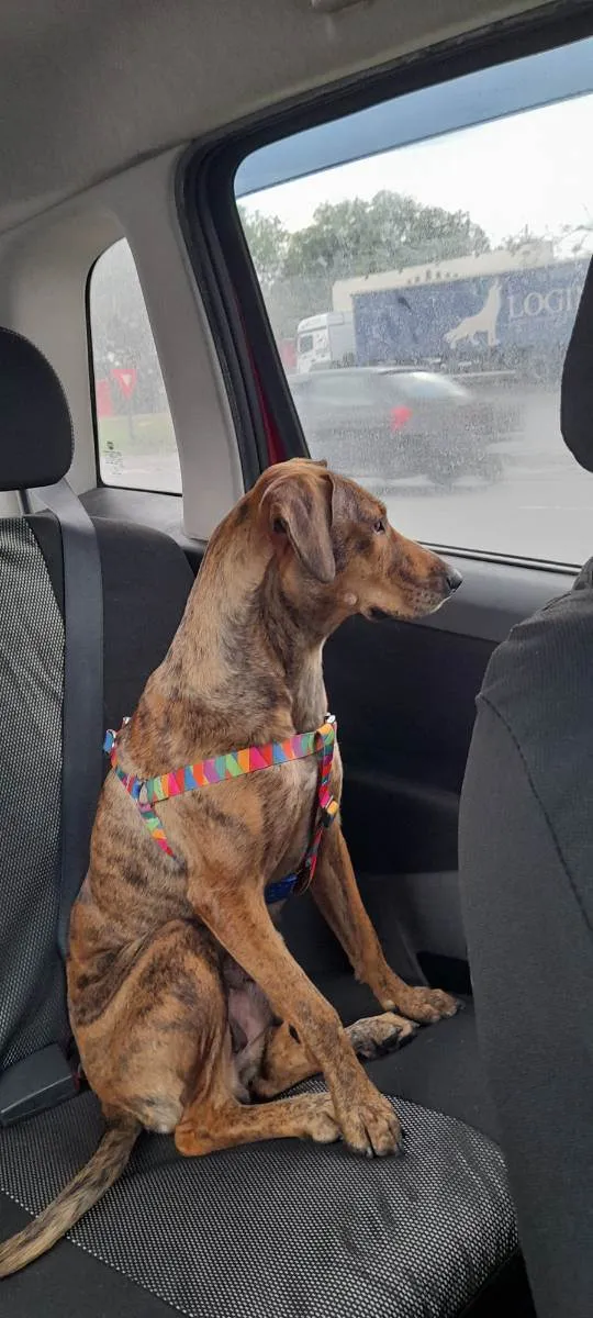 Cachorro raça SRD idade 7 a 11 meses nome Tigresa