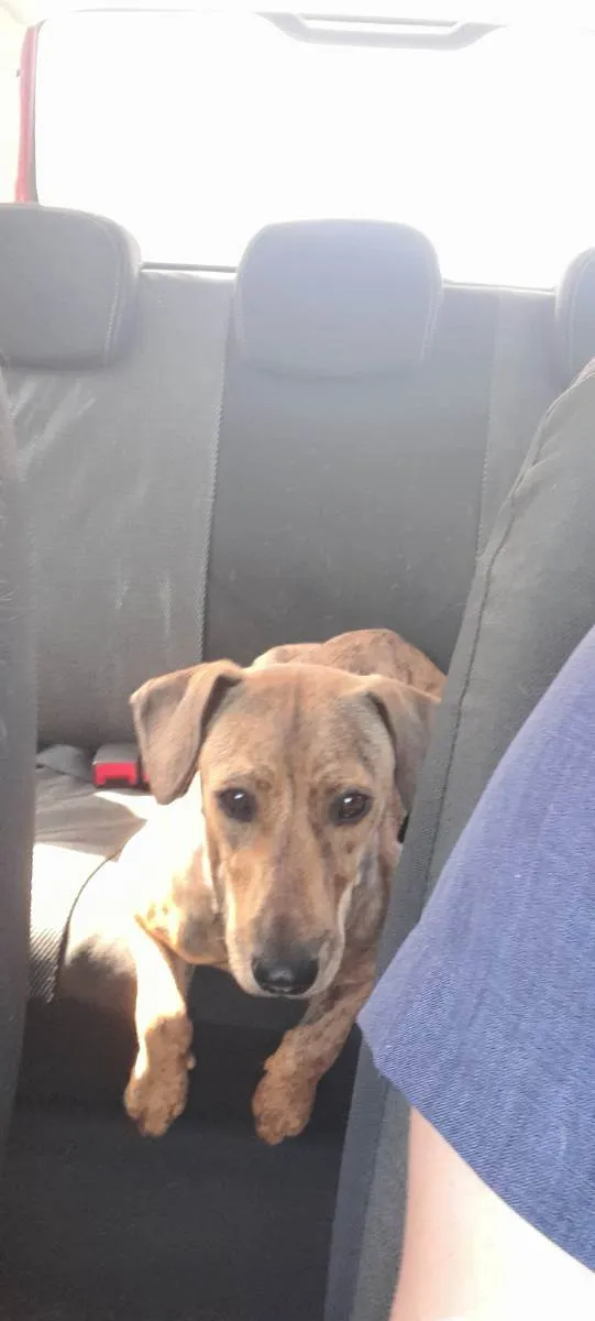 Cachorro raça SRD idade 7 a 11 meses nome Tigresa