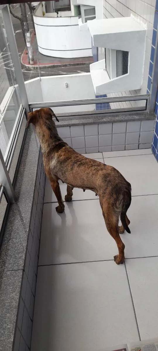 Cachorro raça SRD idade 7 a 11 meses nome Tigresa