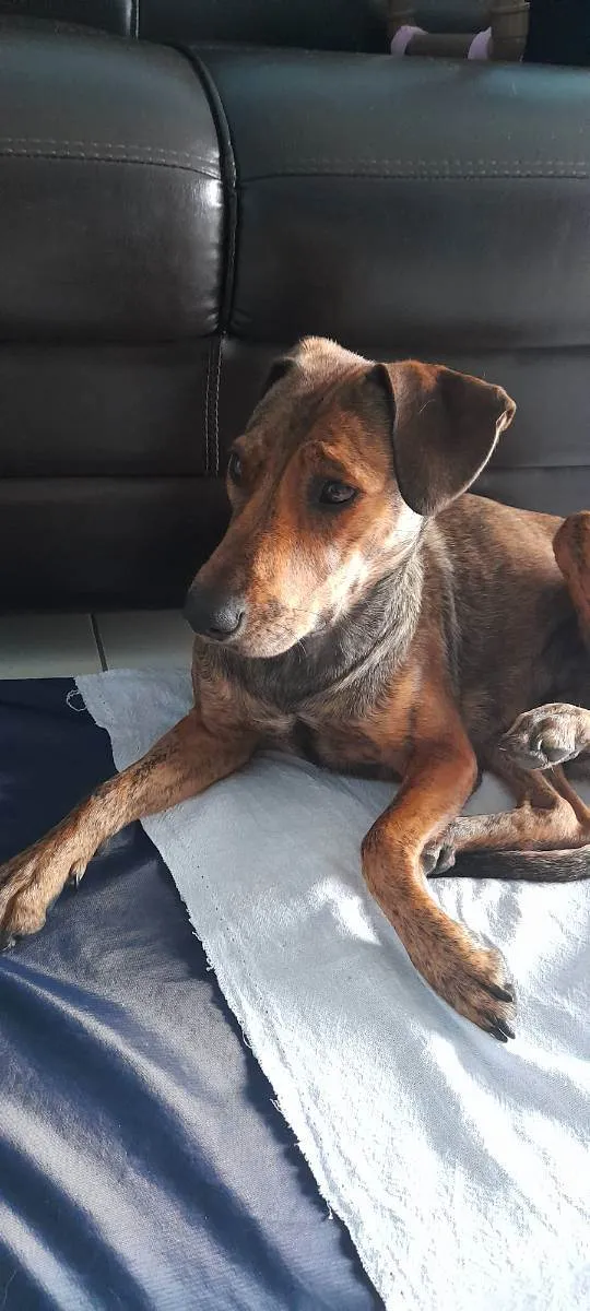 Cachorro raça SRD idade 7 a 11 meses nome Tigresa