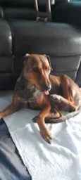 Tigresa