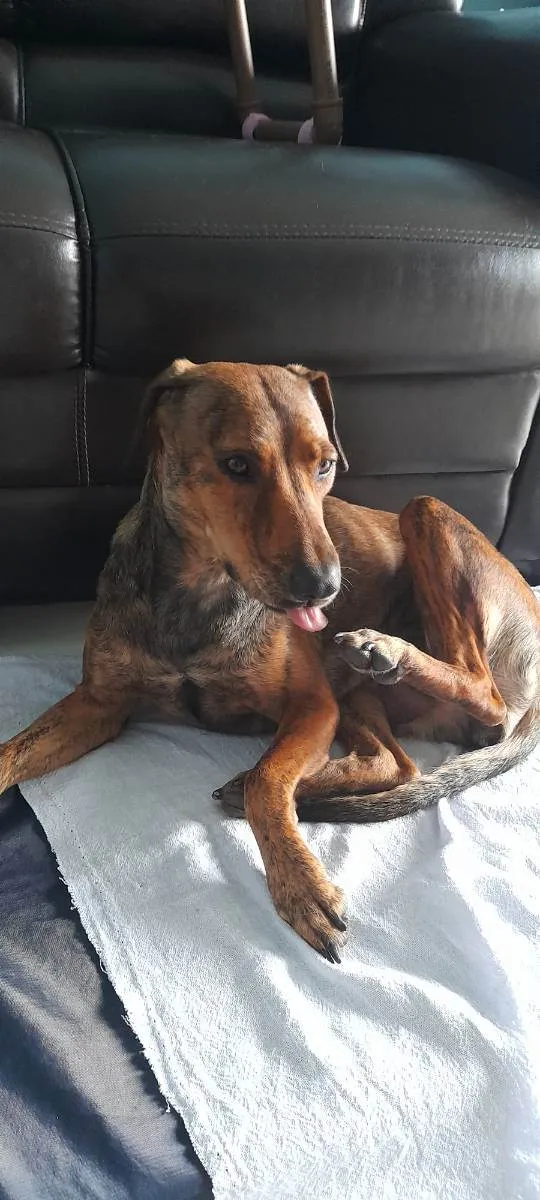 Cachorro raça SRD idade 7 a 11 meses nome Tigresa