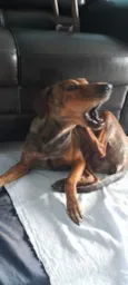 Tigresa