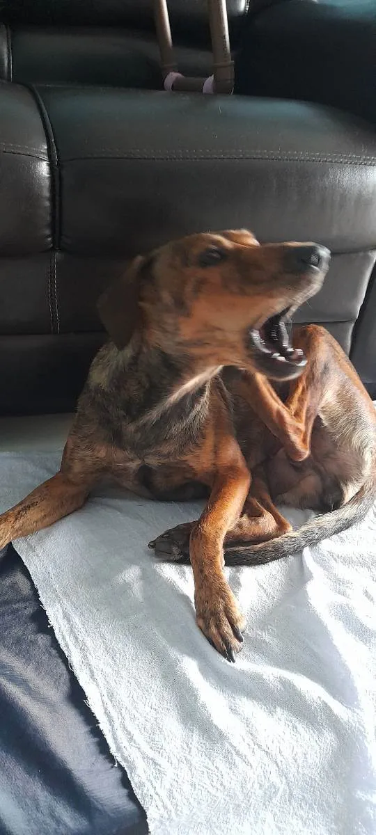 Cachorro raça SRD idade 7 a 11 meses nome Tigresa