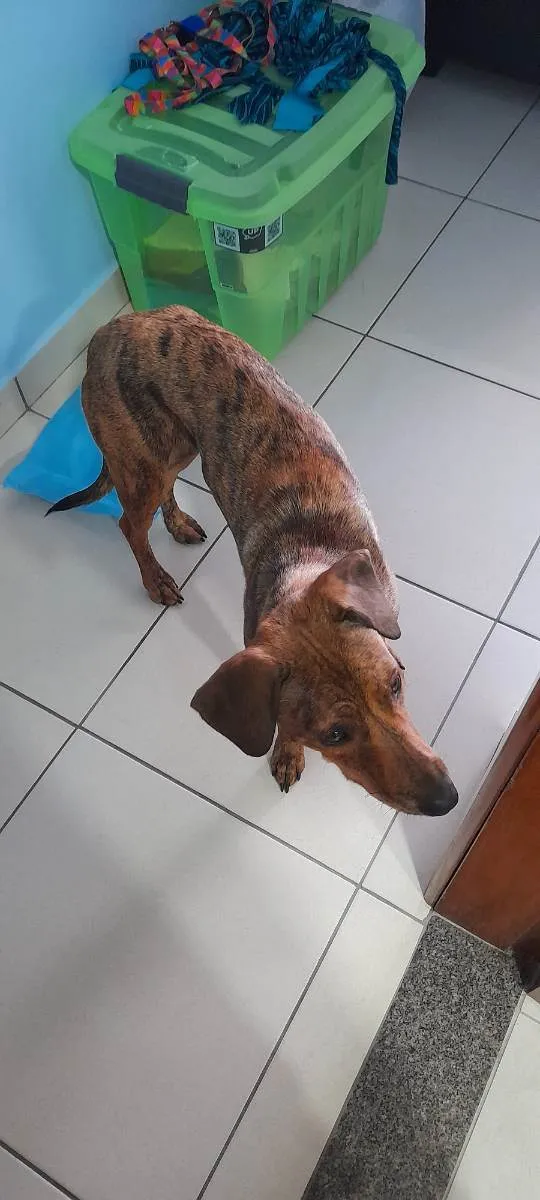 Cachorro raça SRD idade 7 a 11 meses nome Tigresa