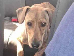 Cachorro raça SRD idade 7 a 11 meses nome Tigresa
