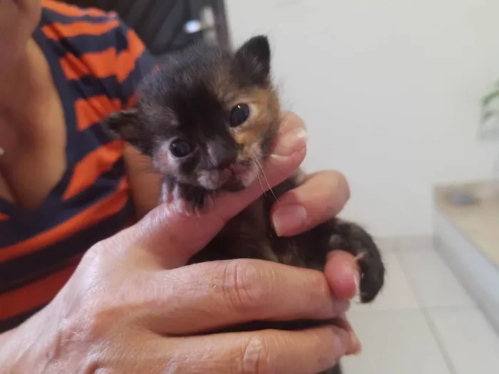 Gato ra a  idade Abaixo de 2 meses nome Sem nome