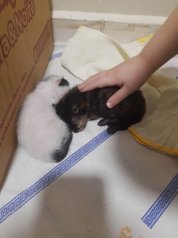 Gato ra a  idade Abaixo de 2 meses nome Sem nome