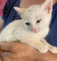 Gatinha Branca