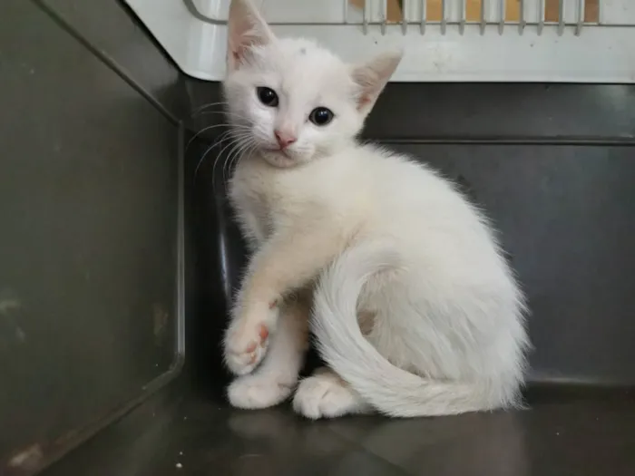 Gato ra a SRD idade Abaixo de 2 meses nome Gatinha Branca