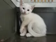 Gatinha Branca