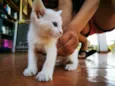 Gatinha Branca