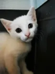 Gatinha Branca