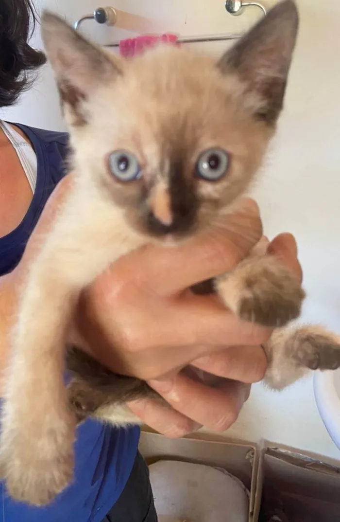Gato ra a SRD idade Abaixo de 2 meses nome Gatinha malhada
