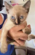 Gatinha malhada