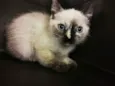 Gatinha malhada