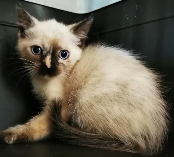 Gato ra a SRD idade Abaixo de 2 meses nome Gatinha malhada
