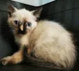 Gatinha malhada
