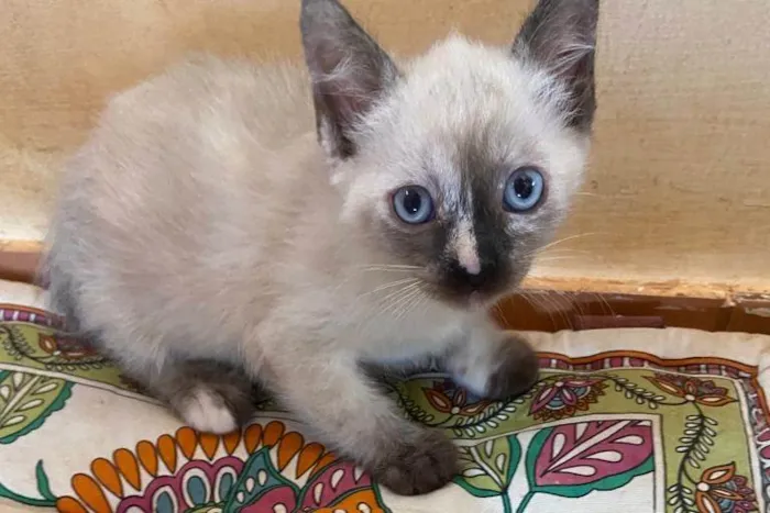Gato ra a SRD idade Abaixo de 2 meses nome Gatinha malhada