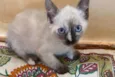 Gatinha malhada