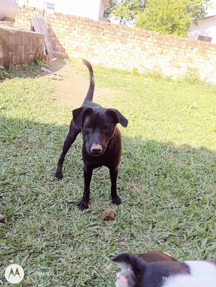 Cachorro ra a Mix de labrador idade 7 a 11 meses nome BLAC