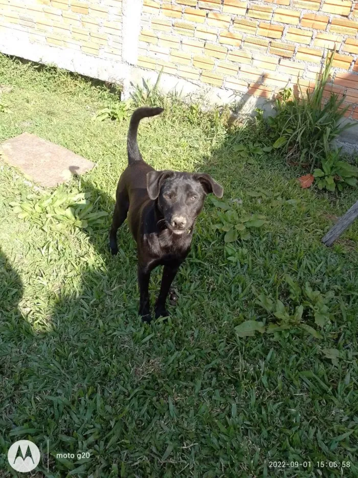 Cachorro ra a Mix de labrador idade 7 a 11 meses nome BLAC