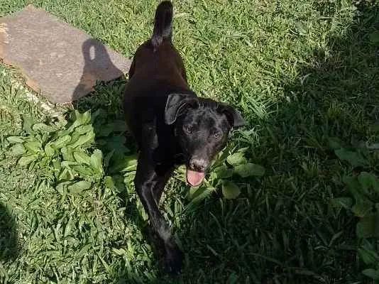 Cachorro ra a Mix de labrador idade 7 a 11 meses nome BLAC