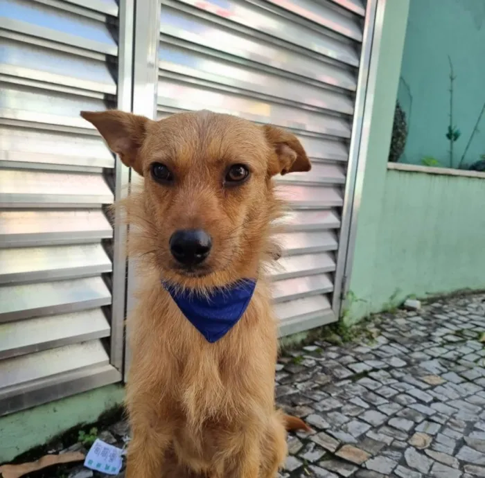 Cachorro ra a SRD idade 1 ano nome Salvador