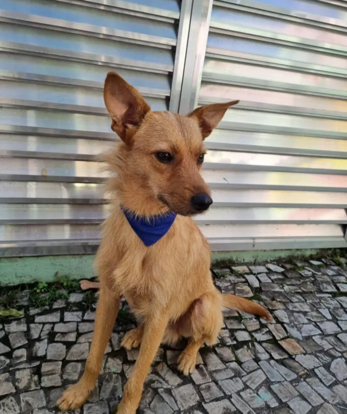 Cachorro ra a SRD idade 1 ano nome Salvador