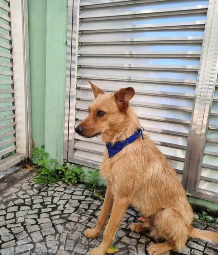 Cachorro ra a SRD idade 1 ano nome Salvador