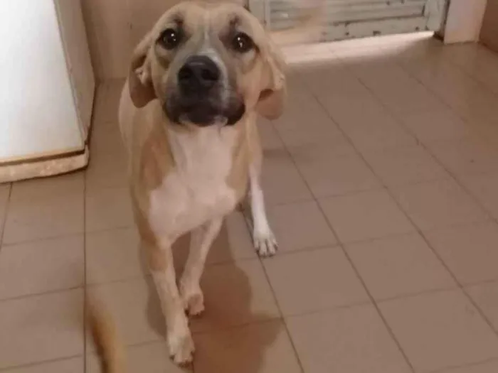 Cachorro ra a Vira Lata idade 2 anos nome xx