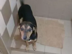 Cachorro raça Vira Lata idade 1 ano nome yy