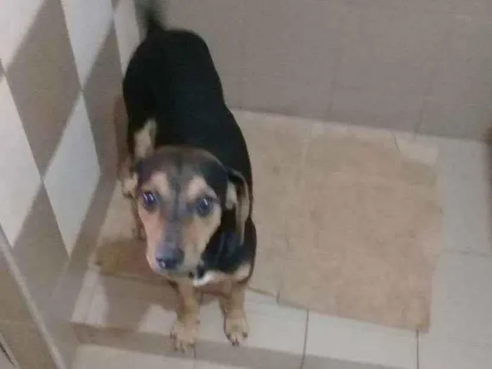 Cachorro ra a Vira Lata idade 1 ano nome yy