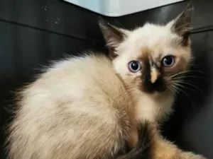 Gato raça SRD idade Abaixo de 2 meses nome Gatinha malhada
