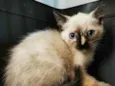 Gatinha malhada