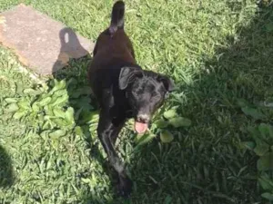 Cachorro raça Mix de labrador idade 7 a 11 meses nome BLAC