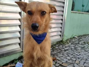 Cachorro raça SRD idade 1 ano nome Salvador