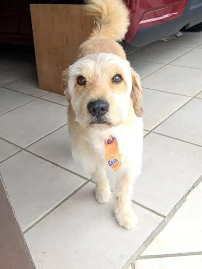 Cachorro ra a Vira lata idade 5 anos nome Thor
