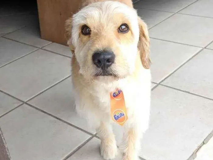 Cachorro ra a Vira lata idade 5 anos nome Thor